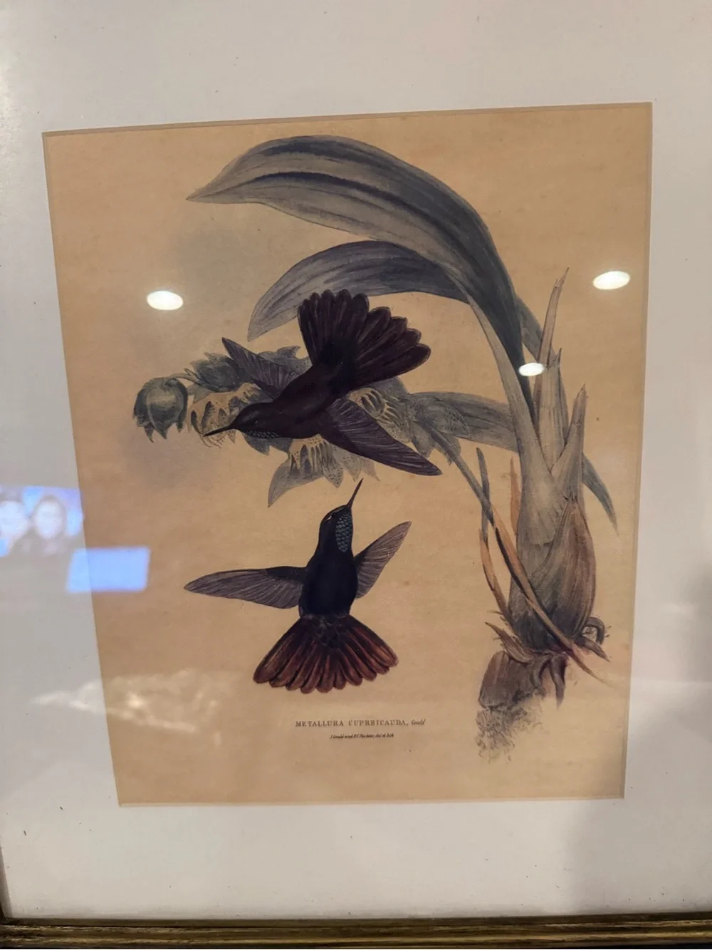 ANTIQUE GOULD HUMMINGBIRD LITHOGRAPH Hand Colored Metallura Cupreicauda